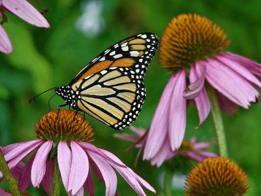 A monarch butterfly on purple coneflowers